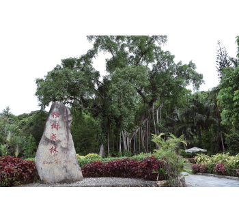 西双版纳独树成林景区