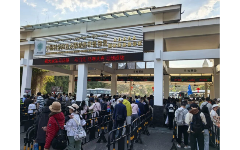 36.59万人次、4.03亿元！勐腊2026春节文旅绽放雨林边寨独特魅力